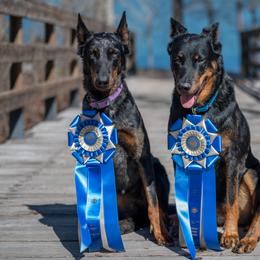 Beaucerons from Feu de l'Âme Beaucerons