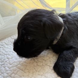 Grey Collar - Black male Miniature Schnauzer puppy in Smyrna, Tennessee from Moore's Miniature Schnauzers