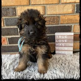 German Shepherd Puppies from LakeView Shepherds