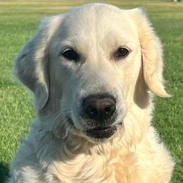 Sophia - Golden Retriever