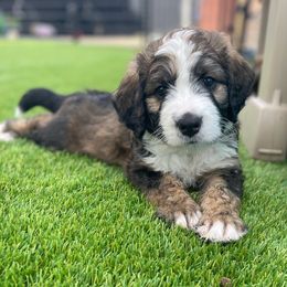 Bernedoodle and Goldendoodle Puppies from Apricot Roots Doodles