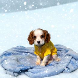 Sunny - Blenheim male Cavalier King Charles Spaniel puppy in Pennsylvania from Julie's Cavalier King Charles Spaniels