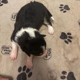 Girl 4 - Tri-color female Border Collie puppy in Defuniak Springs, Florida from Blue Cypress Stock dogs