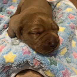 Labrador Retriever Puppies from Lake Crystal Farms Labradors
