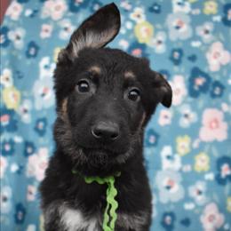 Green Boy - Black and tan male German Shepherd puppy in Grants Pass, Oregon from Granville German Shepherds
