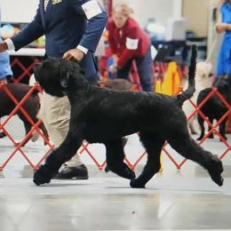 Norton - Giant Schnauzer