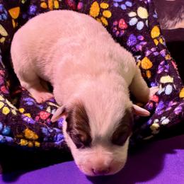 L66-07 - Red speckled female Australian Cattle Dog puppy in Sheridan, Oregon from 6pk Cattledogs