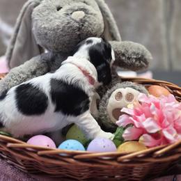 Millie - Black and white female Cocker Spaniel puppy in Longview, Texas from Allison Cocker Spaniel Pup's