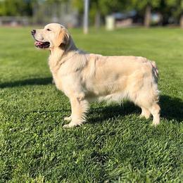 Athena - Golden Retriever