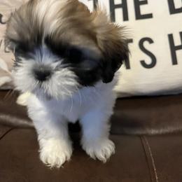 Harley - Sable and white male Shih Tzu puppy in Louisville, Kentucky from Brenda's Shih Tzus