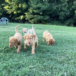 Labrador Retriever Puppies from Ashton White's Labrador Retrievers