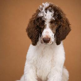 Violet - Parti female Poodle puppy in Dover, Delaware from Dogtastic Poodles
