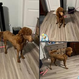 Little Foot - Goldendoodle