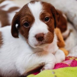 Brittany Puppies from Turning Point Brittanys