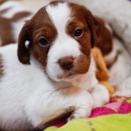 Brittany Puppies from Turning Point Brittanys