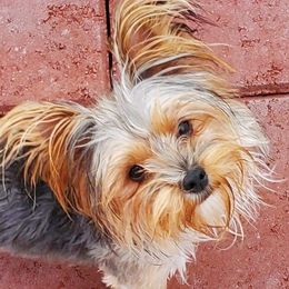 Athena - Yorkshire Terrier