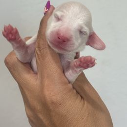 Coconut - Cream male Dachshund puppy in Winter Haven, Florida from Dreamwork Dachshunds