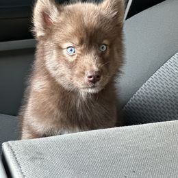 German Shepherd and Siberian Husky Puppies from Rose Trail Siberian’s