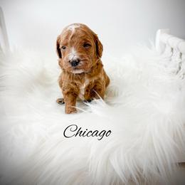 Chicago - Red  male Goldendoodle puppy in from Pink Poodles and Doodles