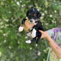 Australian Labradoodle and Bernedoodle Puppies from The Poodle Co. Raising Doodles & Poodles