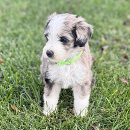 Treat - Chocolate merle female Bernedoodle puppy in Springville, Utah from Oodles of Bernedoodles