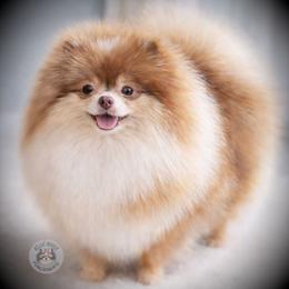 Laveau - Pomeranian