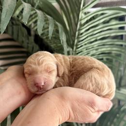 Yellow Collar - Cream female Assorted Doodle Crosses puppy in Marysville, California from Dailey Doodles and Dachshunds