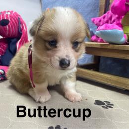 Buttercup - Sable female Pembroke Welsh Corgi puppy in Apison, Tennessee from Ashmore Corgis