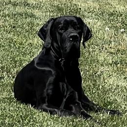 Thunder - Great Dane