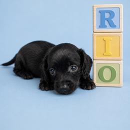 Rio - Black male Dachshund puppy in Augusta, Georgia from Cherokee Hill Dachshunds