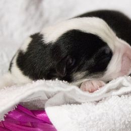 Pembroke Welsh Corgi Puppies from Cosmere Corgis