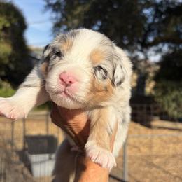 Boy 3 - male Australian Shepherd puppy in San Jose, California from Dirty Laundry Australian Shepherds