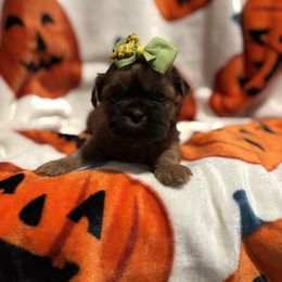 Red boy - Red male Shih Tzu puppy in Sharon, Pennsylvania from Keystone Danes and Shih tzus