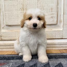 White and Red Bicolor 2 - Red male Bernedoodle puppy in Brooksville, Florida from Kruger Doodles