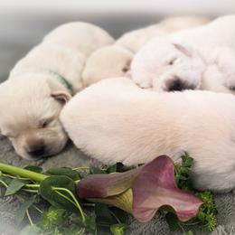 Labrador Retriever puppies from Kingridge Kennels