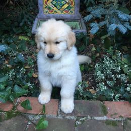 Golden Retriever Puppies from Huntleigh Goldens