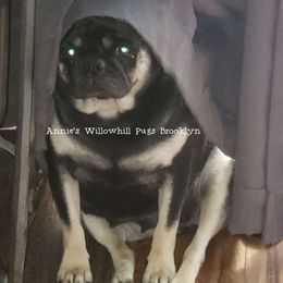 Brooklyn - Pug