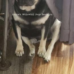 Brooklyn - Pug