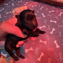 Boy 1 - Black male Scottish Terrier puppy in Stanford, Kentucky from Bluegrass Scottish Terriers