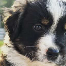 Australian Shepherds from Mountain Pioneer Aussies