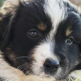 Australian Shepherds from Mountain Pioneer Aussies