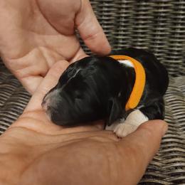 Goldendoodle, Golden Retriever, and Sheepadoodle Puppies from Guppy Puppies