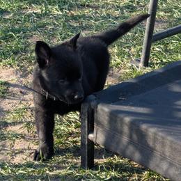 Black - Black male German Shepherd puppy in Motley, Minnesota from Von Thomson Haus
