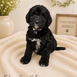Sedona - Black and white female Bernedoodle puppy in Thornville, Ohio from Four Front Doodles & Friends