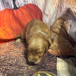Light blue boy - Apricot male Goldendoodle puppy in Colorado Springs, Colorado from Pikes Peak Doodles