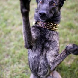 Dutch Shepherds from Sanguine Shepherds