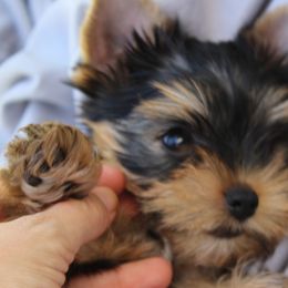 Yorkshire Terriers from Madame Yorkie