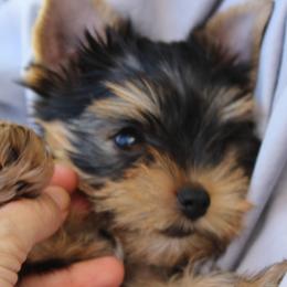 Yorkshire Terriers from Madame Yorkie
