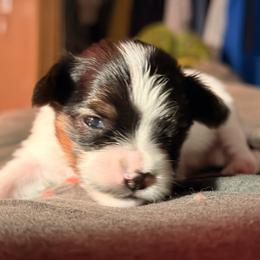 No.4 - White black and tan female Papillon puppy in Stamford, Connecticut from Anton's Papillons