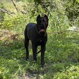 Shera - Cane Corso